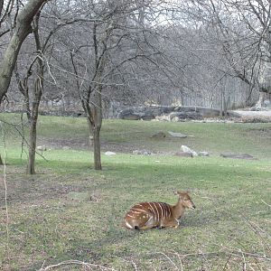 african plains bronx zoo easter 2015