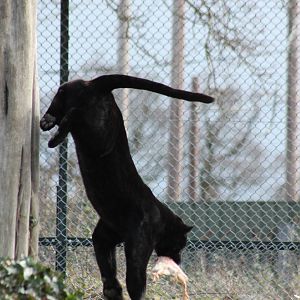 Black Jaguar - Goshi