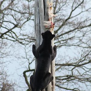 Black Jaguar - Goshi