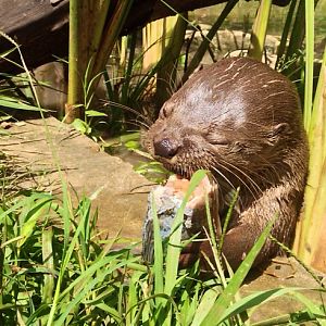 Otters eating
