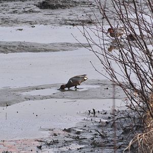American Wigeons - Alaska