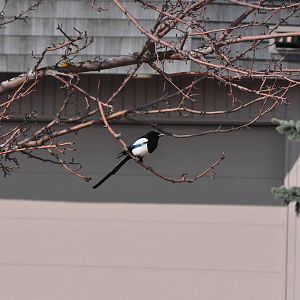 Black-billed Magpie - Alaska