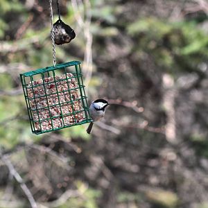 Black-capped Chikadee - Alaska