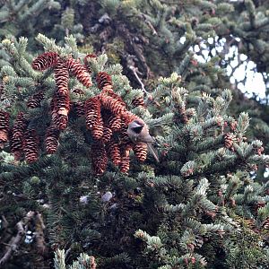 Boreal Chickadee - Alaska