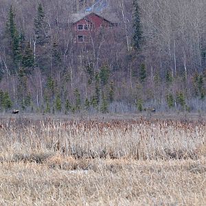 Moose on Potter Marsh - Alaska