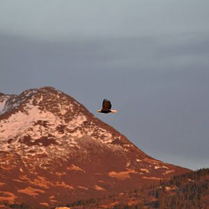 Bald Eagle - Alaska