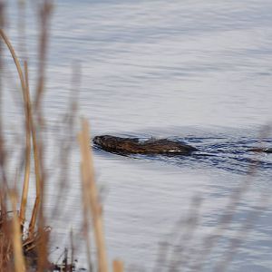 Common Muskrat - Alaska