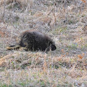 North American Porcupine - Alaska