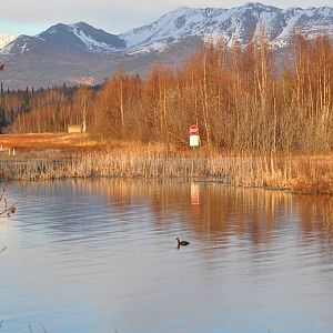 Red-necked Grebe - Alaska