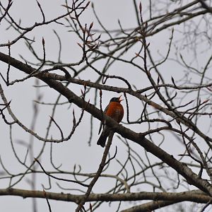 American Robin - Alaska