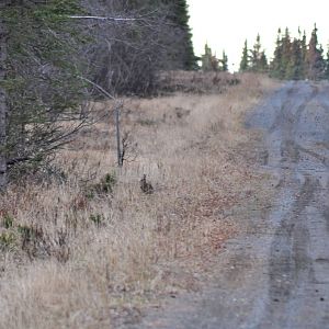 Snowshoe Hare and Spruce Grouse - Alaska
