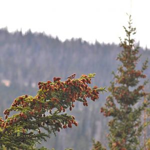 White-winged Crossbill - Alaska