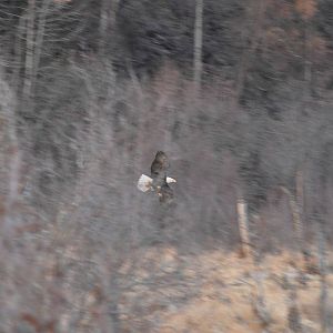 Bald Eagle - Alaska