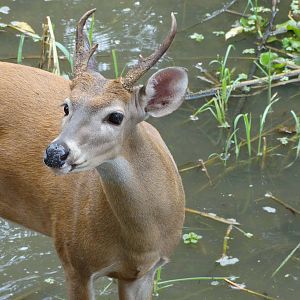 Ik, the friendly deer