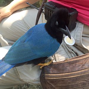 Cyanocorax yucatanicus