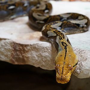 Python
