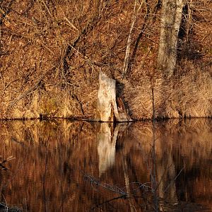 Seward Pond near Potter Marsh