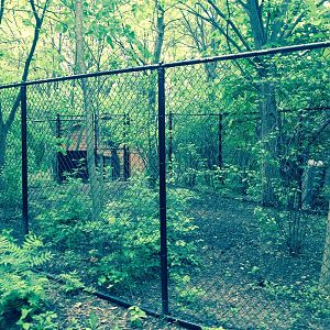 Habitat Africa! The Forest. New duiker exhibit.