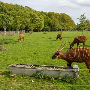 Eastern bongo : Whipsnade : 17 May 2015