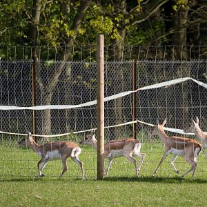Blackbuck, nilgai : Whipsnade : 17 May 2015