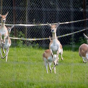 Blackbuck : Whipsnade : 17 May 2015