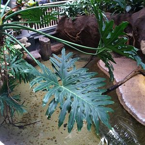 Saint Louis Zoo: Reptile House