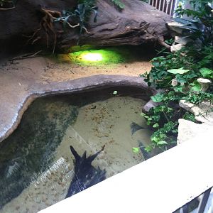 Saint Louis Zoo: Reptile House