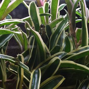 Saint Louis Zoo: Reptile House