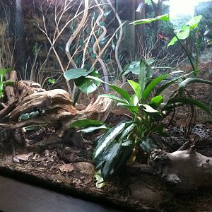 Saint Louis Zoo: Reptile House