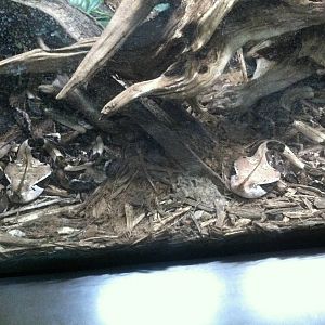Saint Louis Zoo: Reptile House