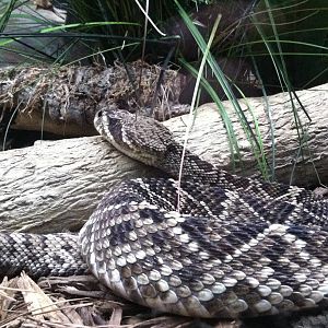 Saint Louis Zoo: Reptile House