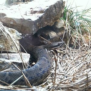 Saint Louis Zoo: Reptile House