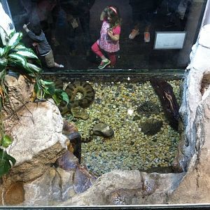 Saint Louis Zoo: Reptile House