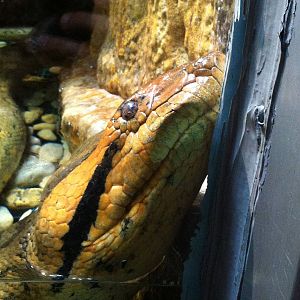 Saint Louis Zoo: Reptile House