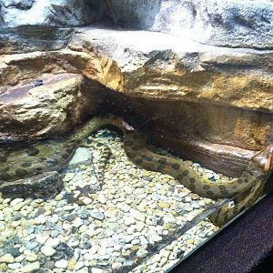 Saint Louis Zoo: Reptile House