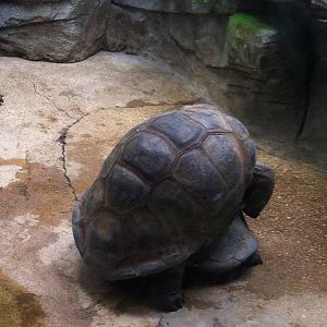 Saint Louis Zoo: Reptile House