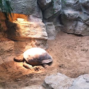Saint Louis Zoo: Reptile House