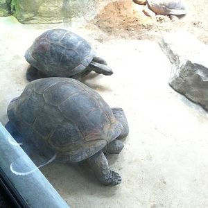 Saint Louis Zoo: Reptile House