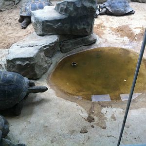Saint Louis Zoo: Reptile House