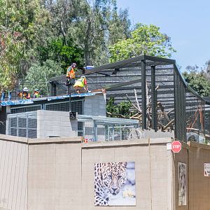 Finishing touches on the leopard exhibits