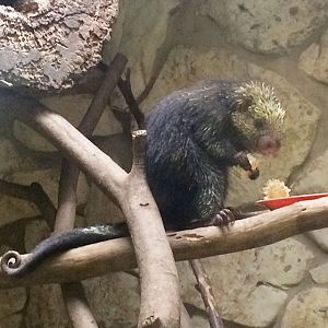 PuercoEspin. Porcupine