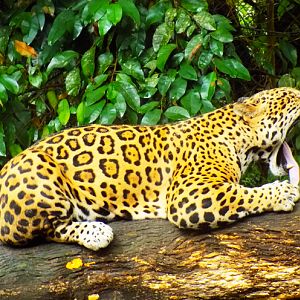 Jaguar