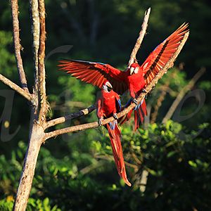 Free Red Macaw