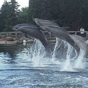 Dolphins Jumping