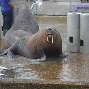 Walrus Olivia in the Show