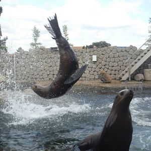 Steller Sea Lion Flip.