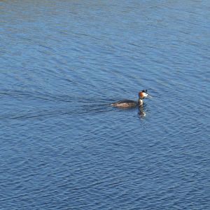 Great Crested Grebe