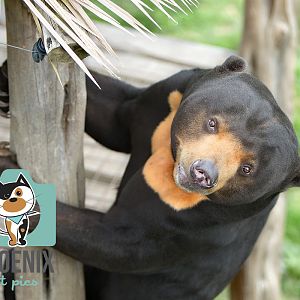Sun Bear