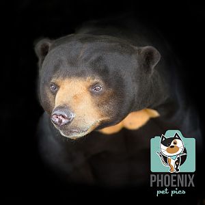 Sun Bear