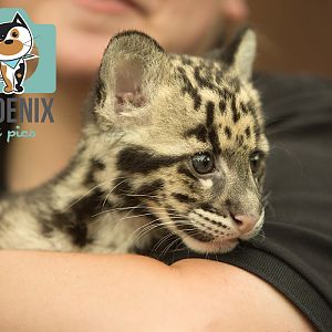 Clouded Leopard cub (10 weeks)